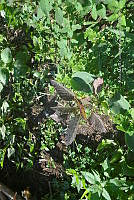 SG019 0340 Amaranthus hybridus.jpg