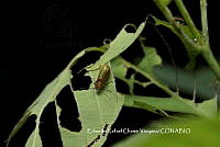 ERCV005 Chrysomelidae.JPG