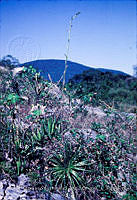 FGM3449 Hechtia sp..JPG