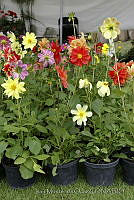 IMDOCO275 Dahlia pinnata.jpg