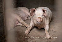 IMDOC4489 Sus scrofa.jpg