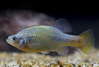 IMDOC2339 Xenotoca doadrioi.jpg