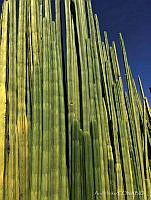 AH01 Marginatocereus marginatus.jpg