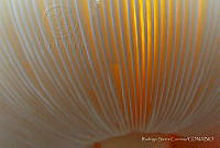 RSC001 Amanita muscaria.jpg