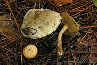 AKL0054 Suillus hirtellus.jpg