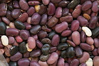 IMDOC2033 Phaseolus vulgaris.jpg