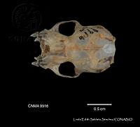 LESS 0443 Lasiurus cinereus cinereus.JPG