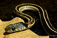 MDL0377 Thamnophis cyrtopsis.jpg