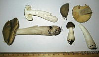 RGO0288 Russula sp..JPG