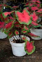 IMDOC 5695 Caladium.jpg