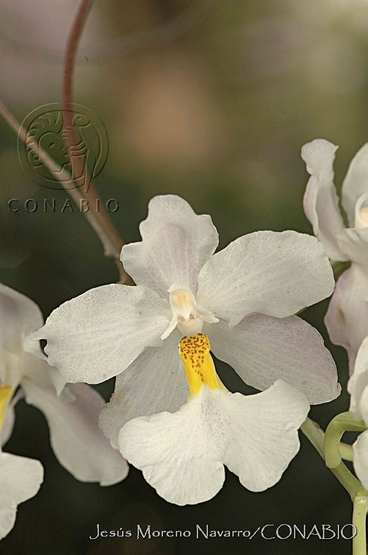 JMN0030%20Cuitlauzinia%20pendula.jpg.nyeUz9 0MfF m1VhQA3g0JtbmFja29CbnFuZ3NAbXJ6LGtwZwA.SZz kK wmH