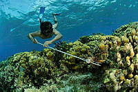 OAO0373 Pterois volitans.jpg