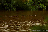 HJ6 0452 Crocodylus acutus.jpg