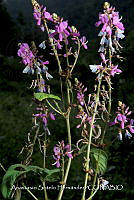 JDA D 00579 Desmodium intortum.jpg