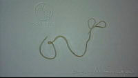 EAMS005 Heligmosomoides sp..jpg