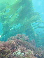 RRR0079 Macrocystis pyrifera.JPG