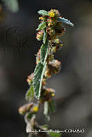 RRR0960 Waltheria americana.jpg