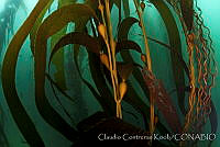 CCK0126 Macrocystis pyrifera.jpg