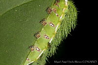 MASM02062 Automeris sp..jpg