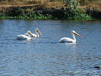 CGL2600 Pelecanus erythrorhynchos.jpg