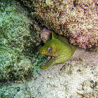 ISA092 Gymnothorax panamensis.jpg