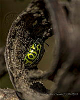 MEFA02 Calligrapha serpentina.jpg