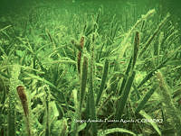 SAFA0133 _ Thalassia testudinum,.JPG