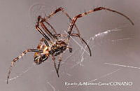 RAMGF 0021 Metepeira.jpg