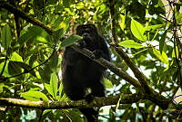 FBA0550 Alouatta pigra.jpg