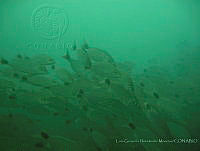 LGHM024 Haemulon maculicauda.jpg