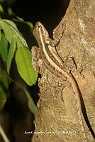 JCC0331 Sceloporus variabilis.JPG