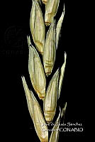 Teocintle 212 Zea diploperennis.jpg