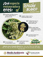 3. Tepozán blanco.png