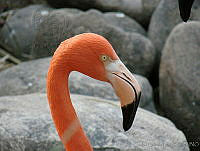 CGL1746 Phoenicopterus ruber.jpg