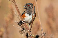 JRRO0556 Pipilo maculatus.jpg