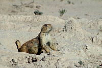 QE005 0003 Cynomys mexicanus.jpg