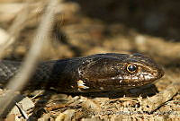 CNS1350 Masticophis fuliginosus.jpg