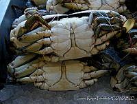 LRP0350 Callinectes sp..jpg