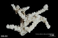 ME006 Coral 0029 Millepora alcicornis.jpg