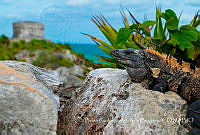 BRAB001 Ctenosaura similis.jpg