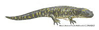MAPM1312 Ambystoma mavortium_adulto.jpg