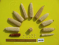 TampJVG164 Zea mays.jpg