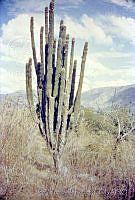 3206 Pachycereus grandis.jpg