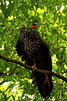 EGP0312 Penelope purpurascens.jpg