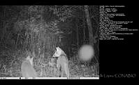 FJBL0152 Urocyon cinereoargenteus.jpg