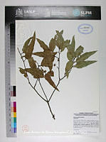 JAdNV0177 Quercus affinis.JPG