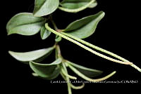 Zoqui 0193 Peperomia glabella.jpg