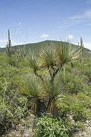 MASM08007 Beaucarnea sp..jpg