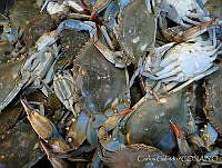 CGL2428 Callinectes sp..jpg