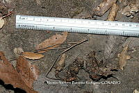 HVBR0006 Urocyon cinereoargenteus ssp. orinomus.JPG